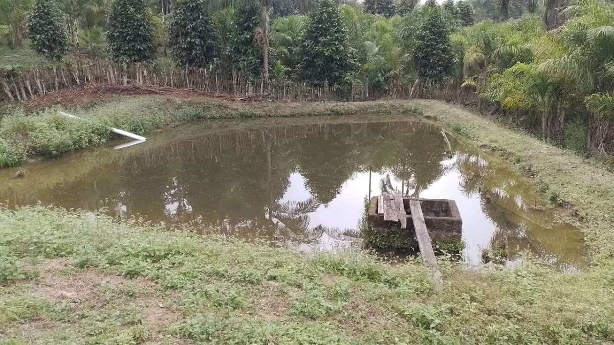 LINDO SITIO COM 15MIL PÉS DE PALMITO e três lagos - Estani Imóveis