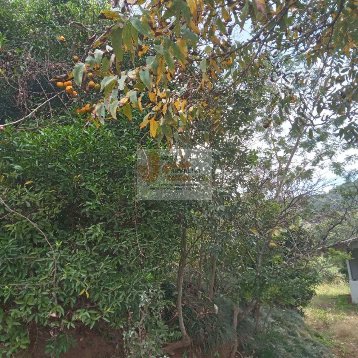 Terreno à venda - Foto 24