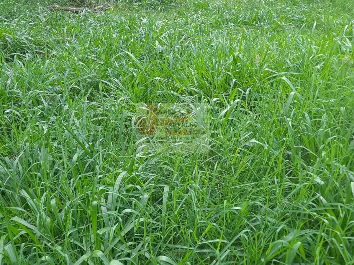 Terreno à venda - Foto 23