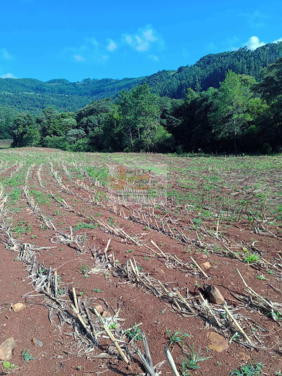 Terreno à venda - Foto 5