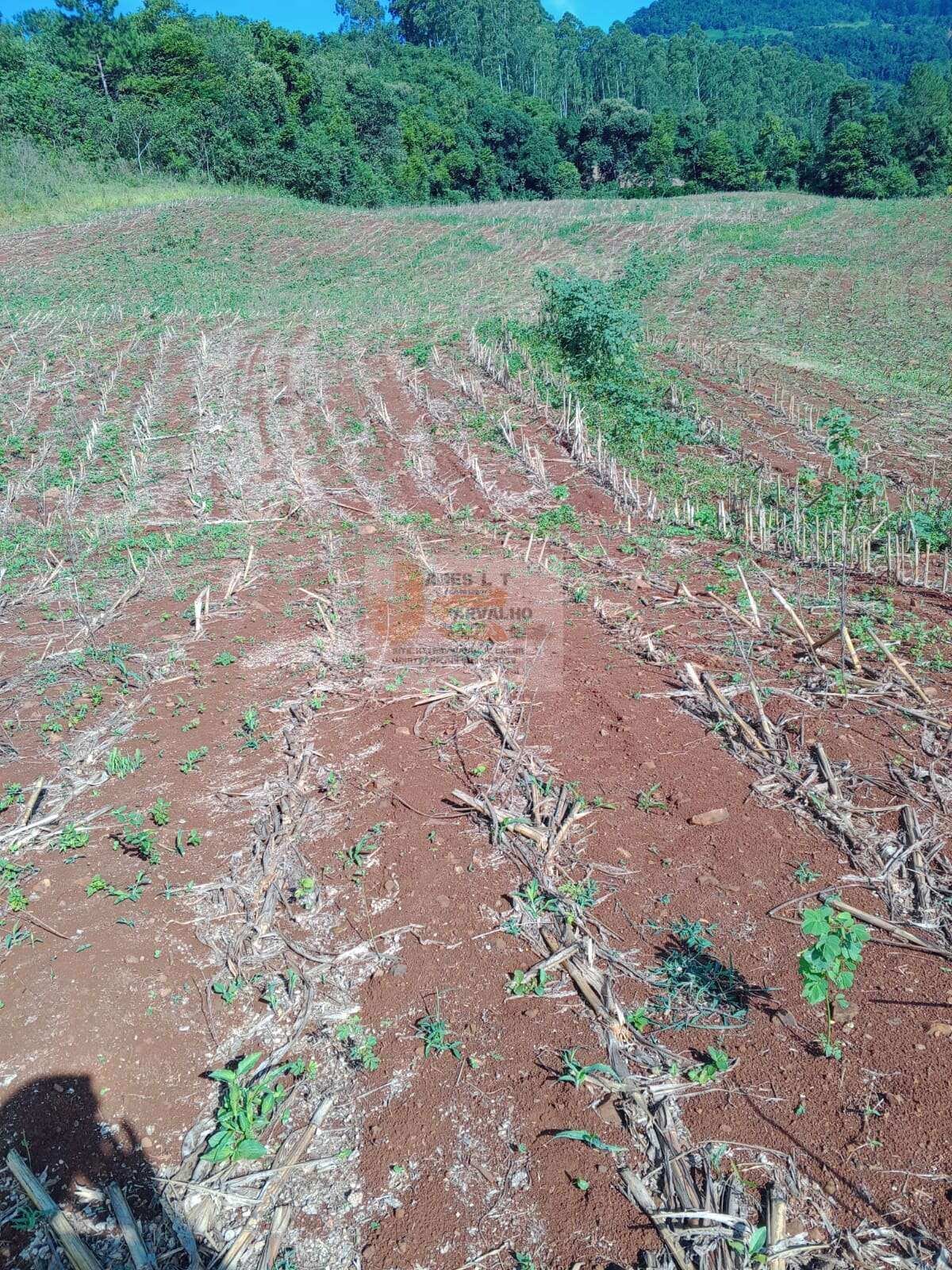 Terreno à venda - Foto 6