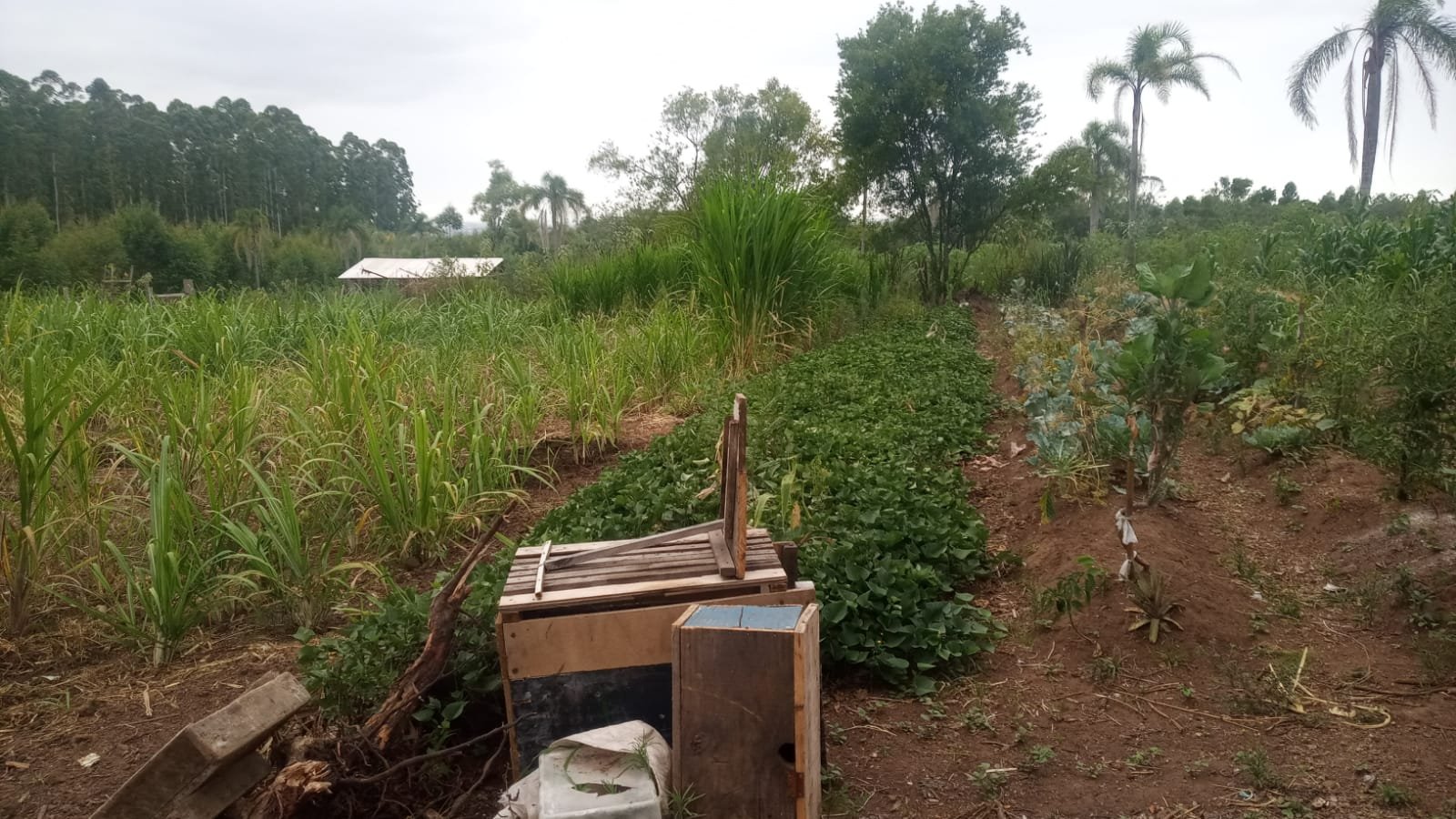 Chácara - Bairro Morro Agudo - Estância Velha - Imobiliária Hoffmann