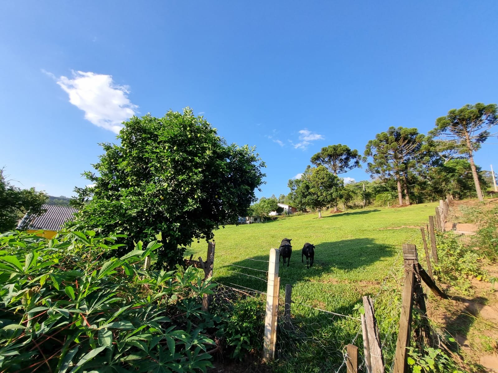 Terreno, à venda - Floresta - Estância Velha - Imobiliária Hoffmann