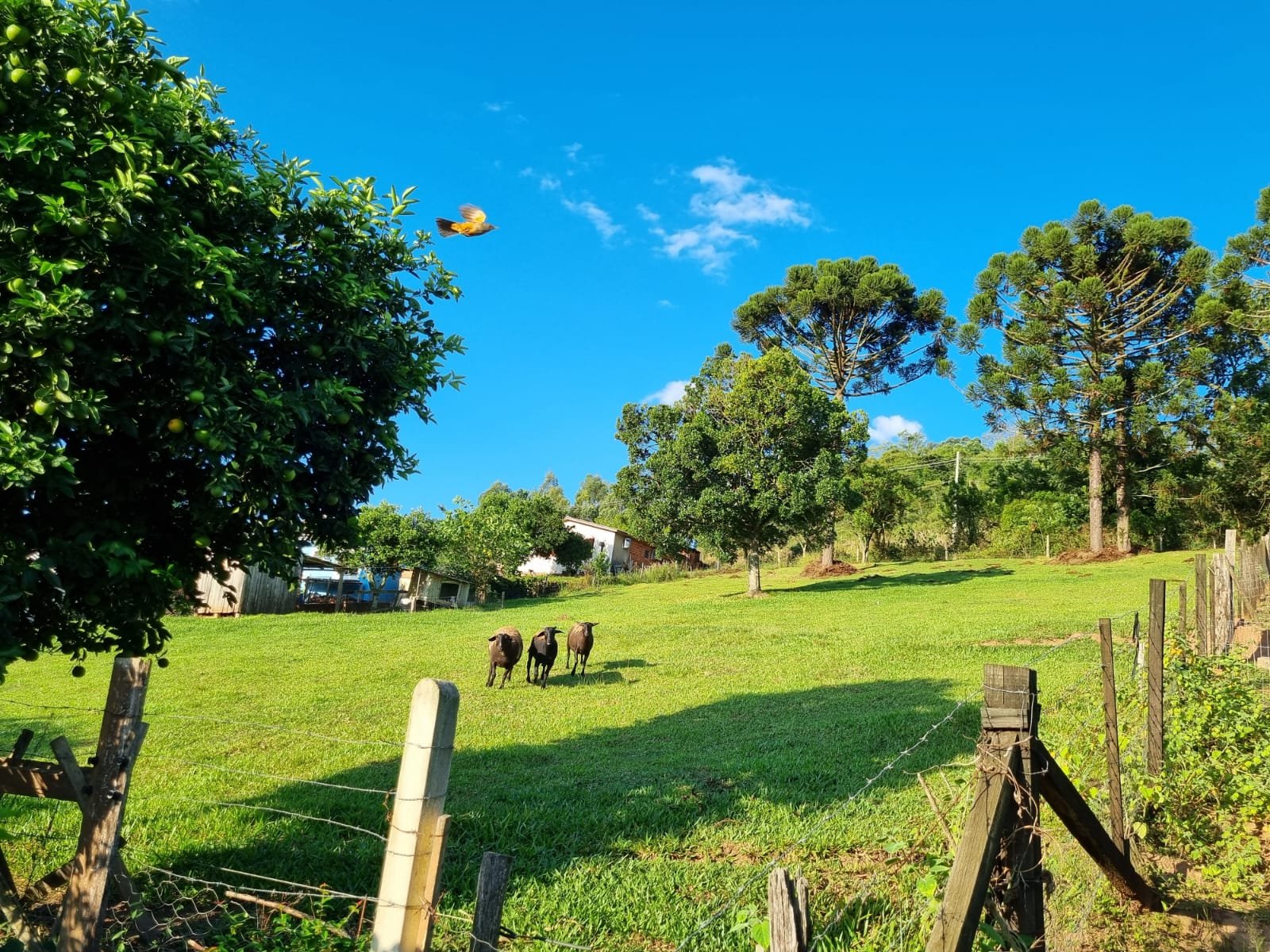 Área de terras - Bairro Floresta - Estância Velha - Imobiliária Hoffmann