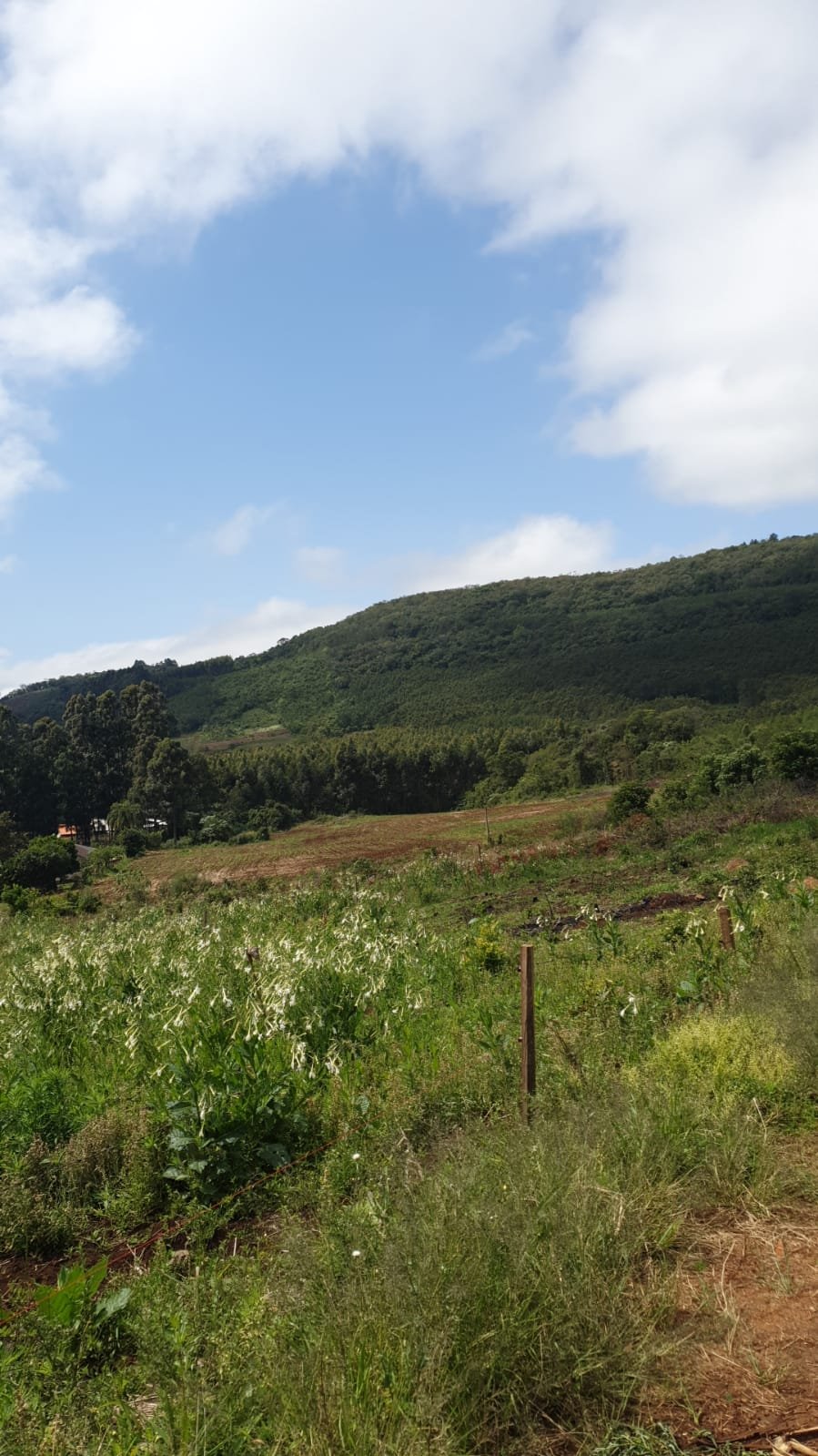 Área, à venda - Morro do Pedro - Presidente Lucena - Imobiliária Hoffmann