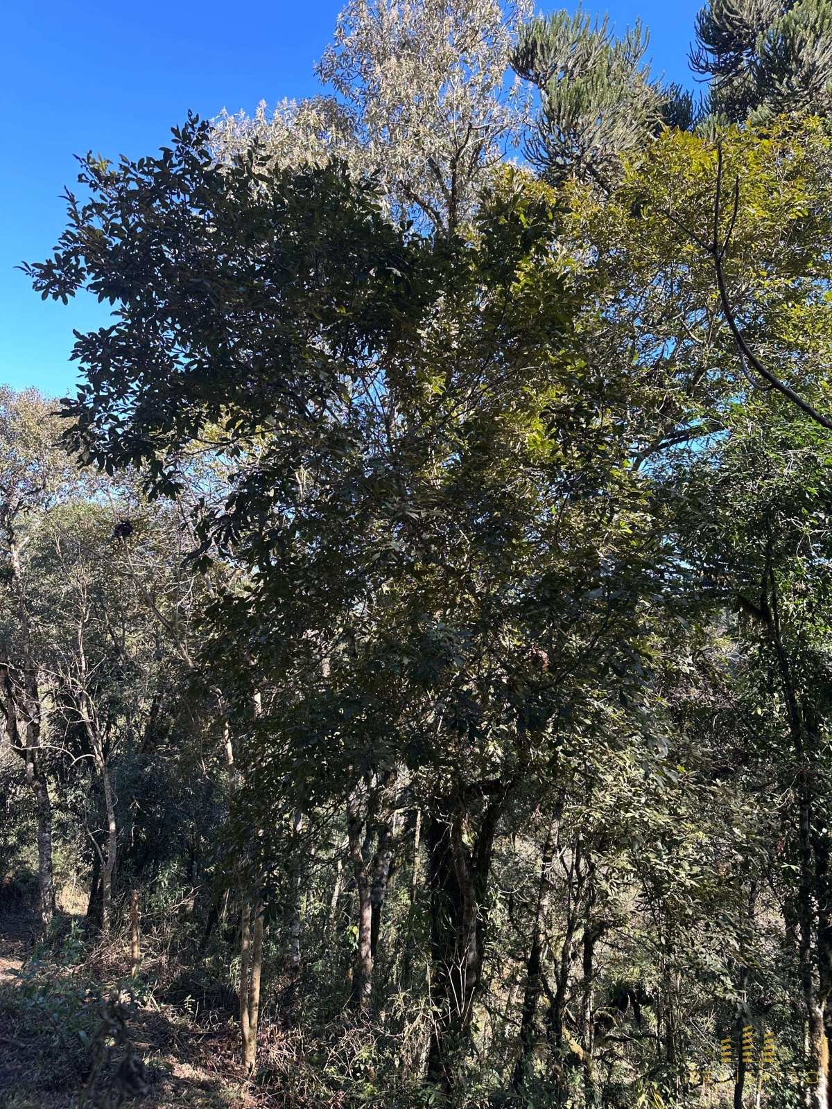 Lote em Quatro Barras-PR - Relisatto Imóveis • Gabriela Busato  Especialista em Imóveis de Médio e Alto Padrão