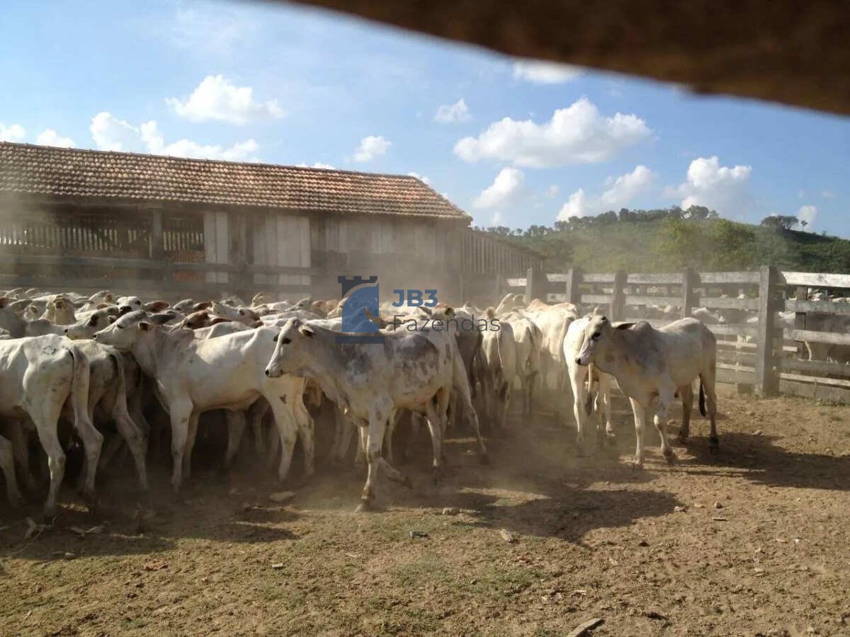  - FAZENDA GADO E PINUS NORTE PARANÁ