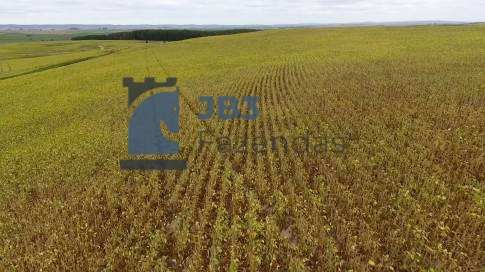  - Soja alta produção, 120 Alq. | Planta 100 Alq.