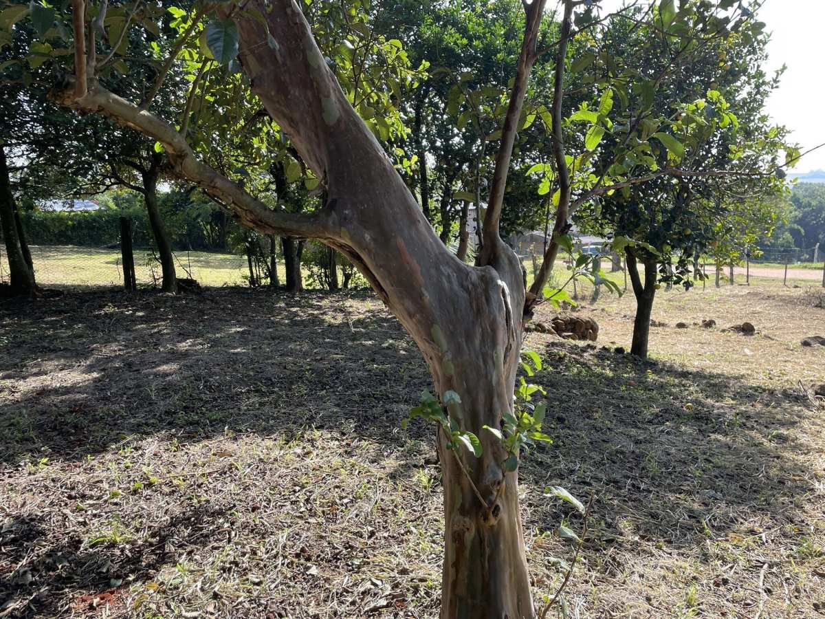 Terreno à venda - João XXIII,São Francisco de Assis