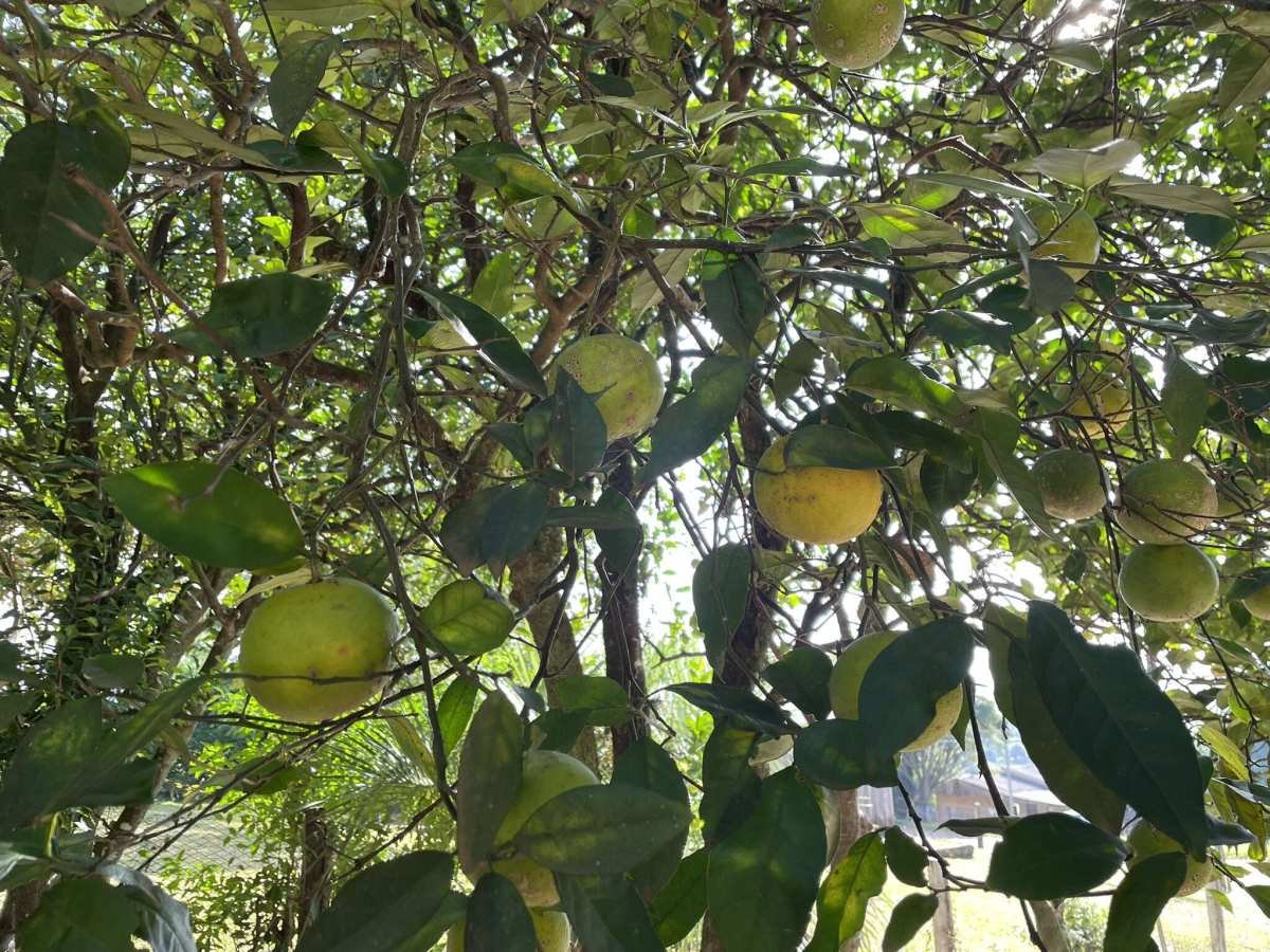  - Terreno à venda em São Francisco de Assis, João XXIII