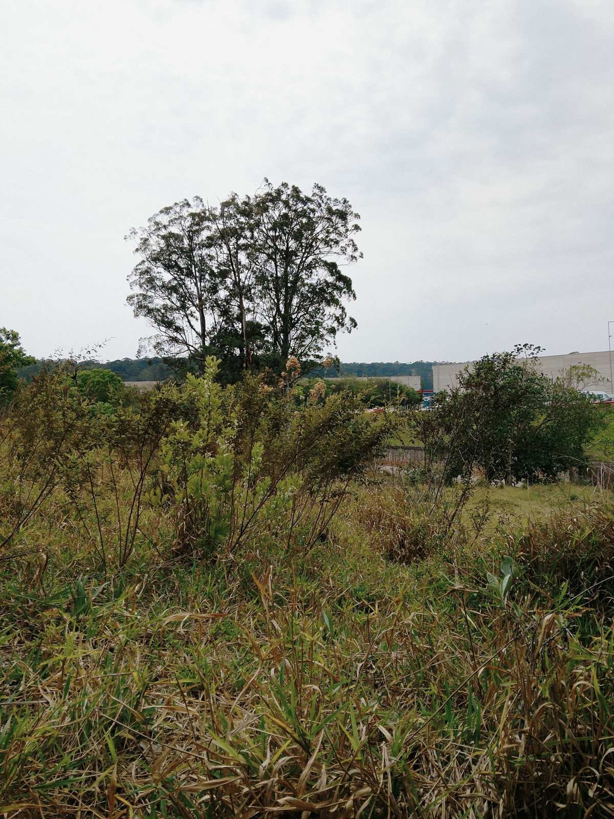 Área à venda, 6200m² - Chácara Maria Trindade,São Paulo