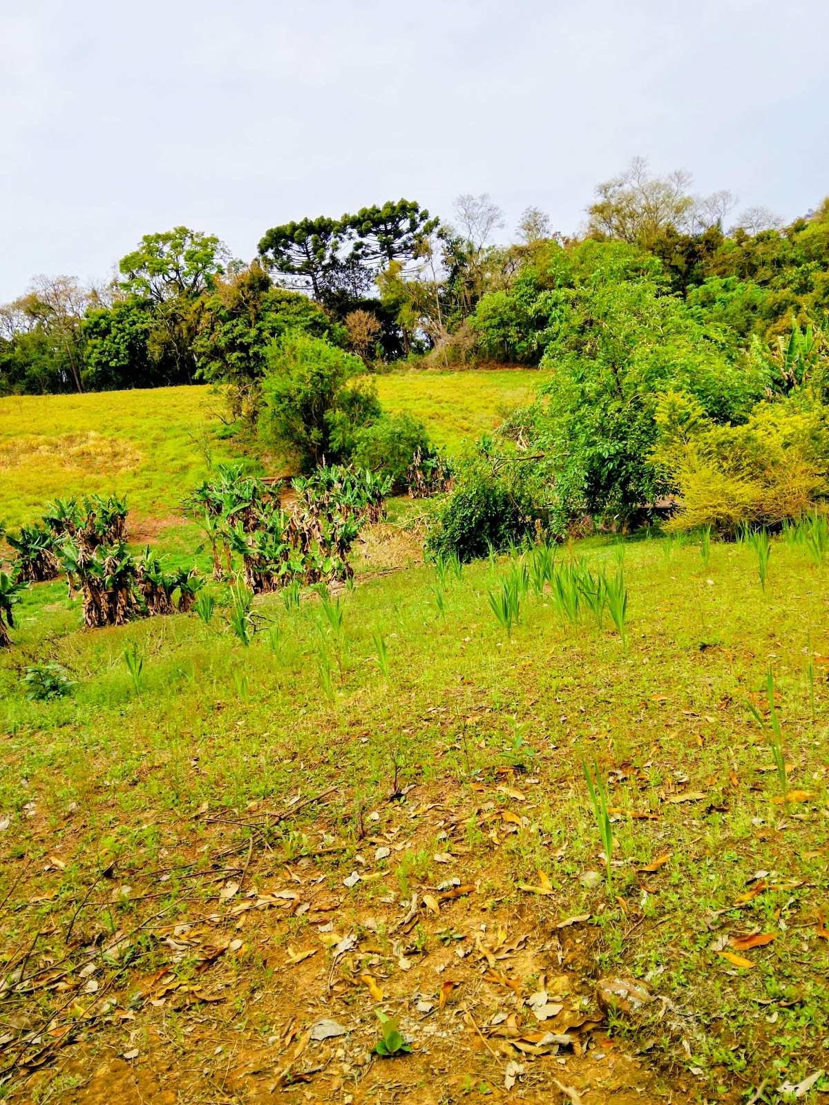 Área à venda, 80000m² - Polvilho (Polvilho),Cajamar