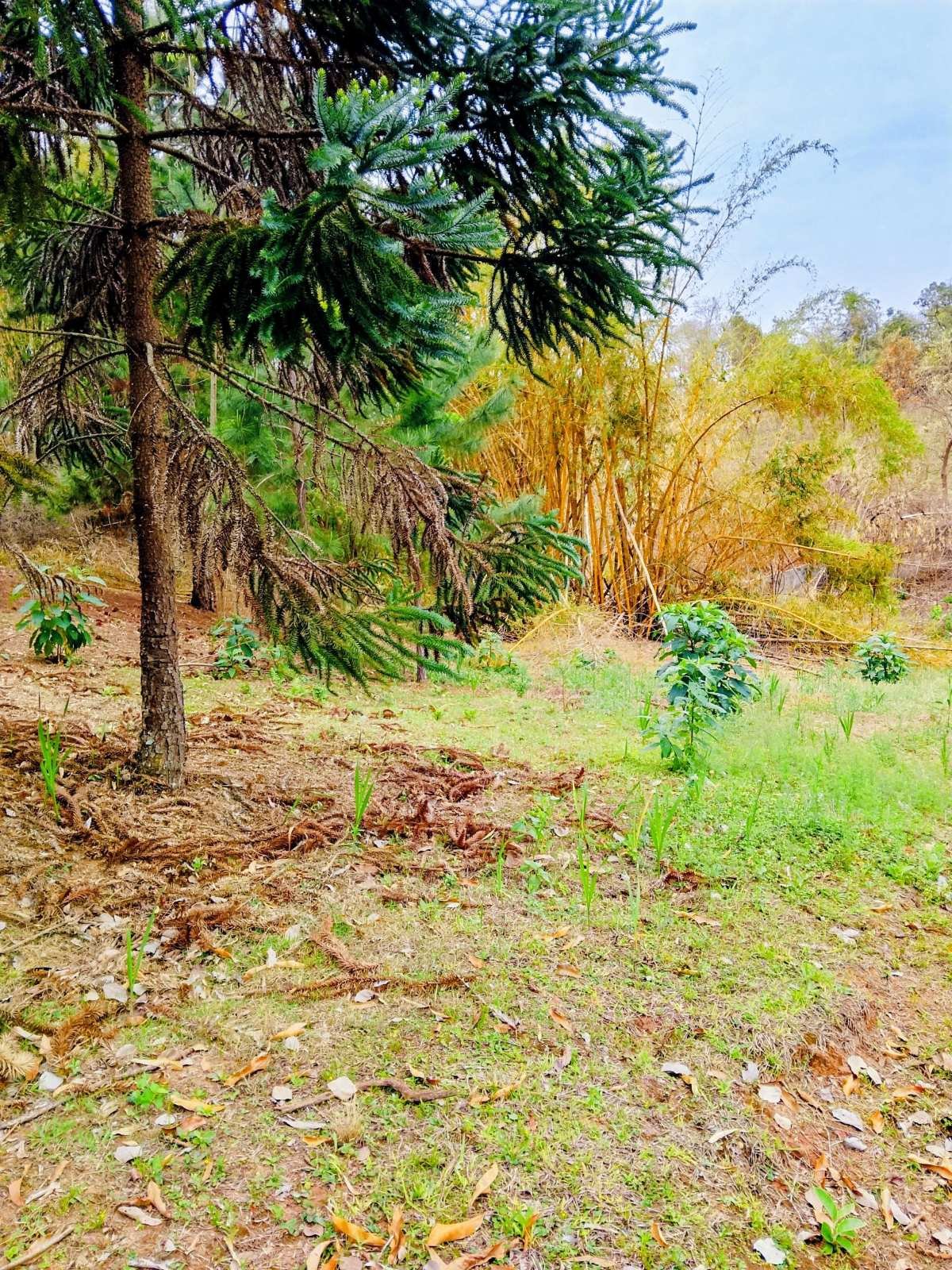 Área à venda, 80000m² - Polvilho (Polvilho),Cajamar