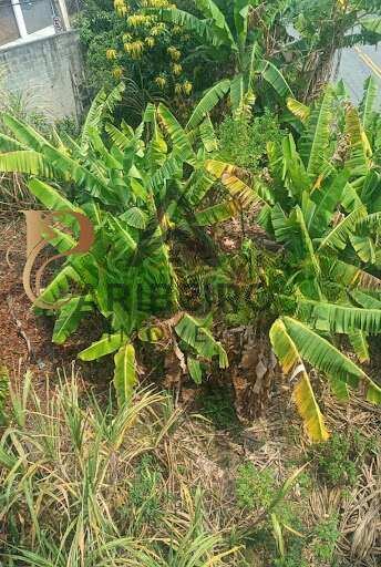 Terreno, 250 m² - Foto 2